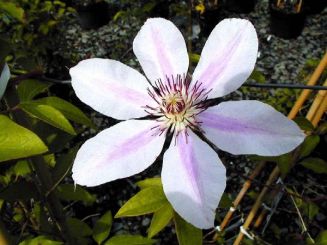 CLEMATITE 'Nelly Moser'