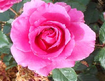 Tige PRINCESS ALEXANDRA RENAISSANCE  Pouldra - Poulsen roses
