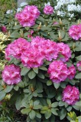 Rhododendron hybride ou nain