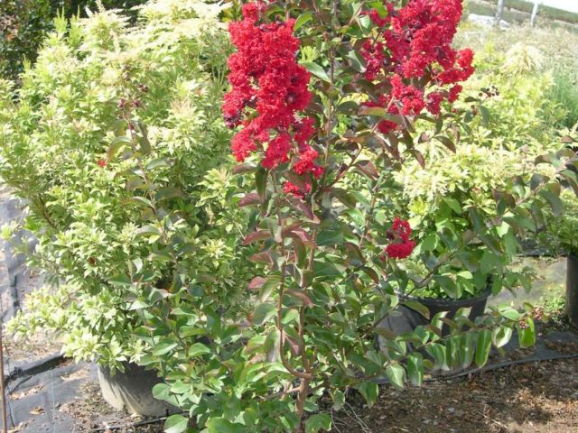 LAGERSTROEMIA indica Dynamite