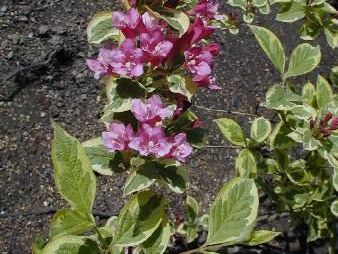 WEIGELIA florida Nana variegata
