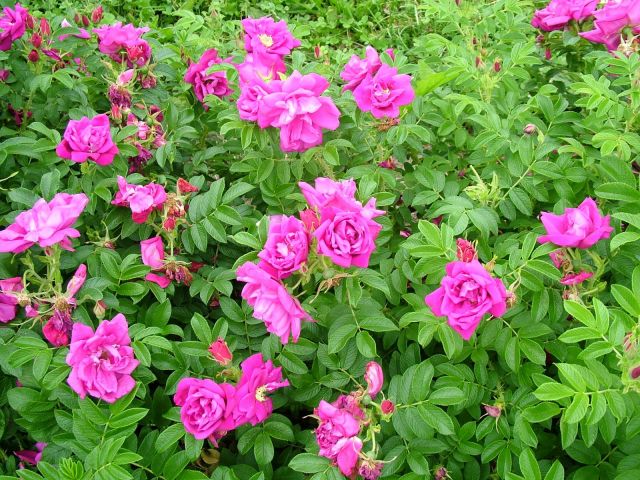 ROSA rugosa Exception  Rotes Meer