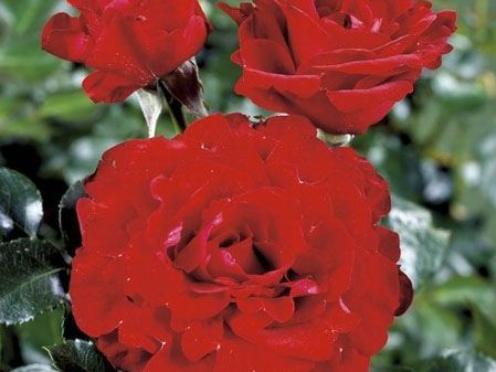 Tige P G WODEHOUSE  Poulrin - Poulsen roses