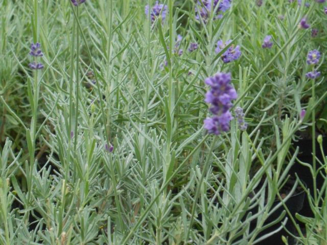 LAVANDE angustifolia 'Hidcote blue'