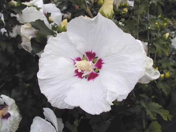 HIBISCUS syriacus Red Heart