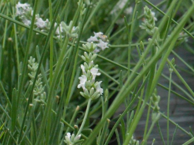 LAVANDE angustifolia Edelweiss