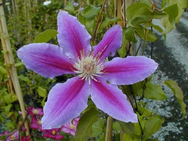 CLEMATITE 'Dr Ruppel'