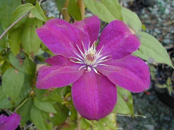 CLEMATITE 'Rouge Cardinal'