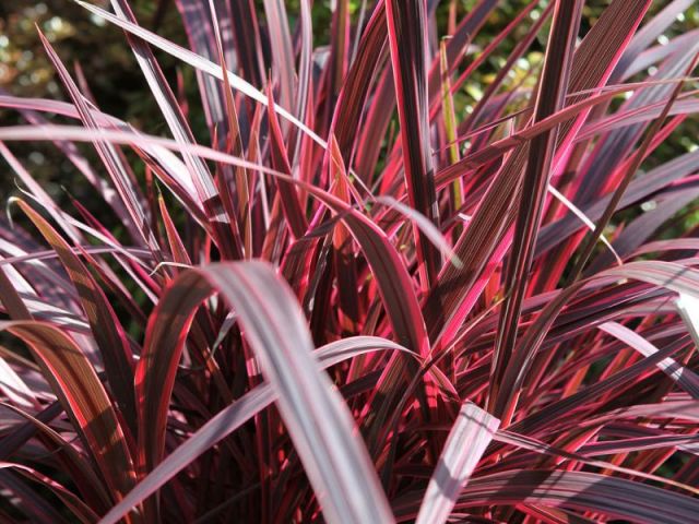 CORDYLINE banksii Electric pink  Hortival diffusion 