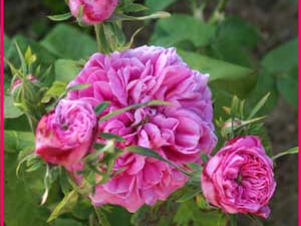 ROSE DE MAI (= rosa centifolia)