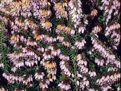 ERICA x darleyensis 'Darley Dale' (Bruyre d'hiver)