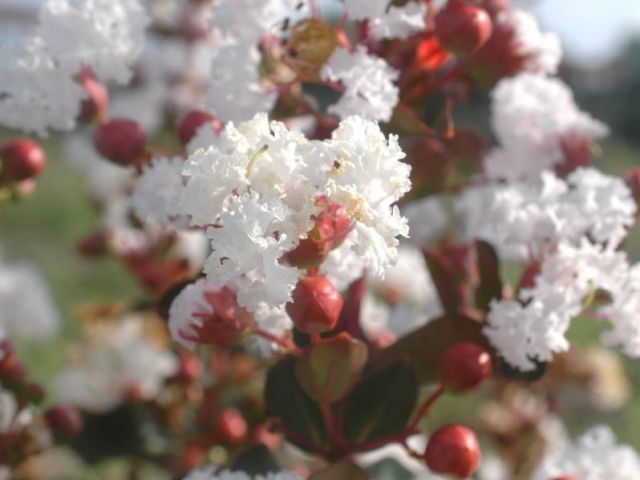 LAGERSTROEMIA indica Neige d't 