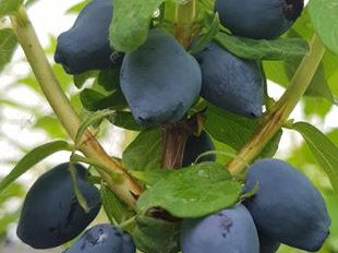 LONICERA kamtschatica 'Fruity Berry' (Baie de mai)