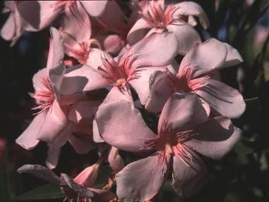 NERIUM oleander 'Magaly'