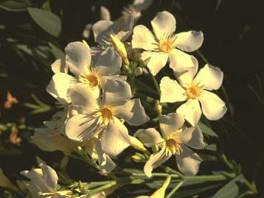 NERIUM oleander 'Svr des les canaries'