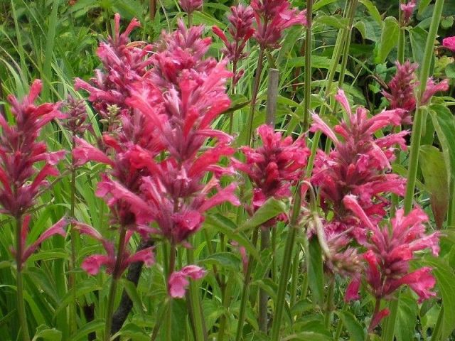 AGASTACHE mexicana 'Red fortune' 