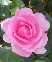 GHITA RENAISSANCE ® Poulren 013 - Poulsen roses -