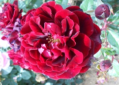 ISABEL RENAISSANCE ® Poulisab - Poulsen rose