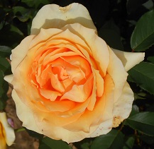 SOPHIA RENAISSANCE ® Poulsolo - Poulsen roses