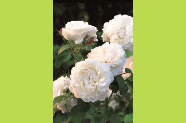 WINCHESTER CATHEDRAL ® Auscat - David Austin Roses